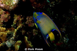 anglefish shot at dolphin point grand cayman by Mark Moore 